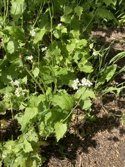 Alliaria petiolata