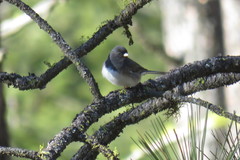 Junco hyemalis cismontanus