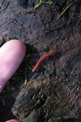Ergodesmus compactus