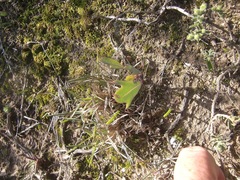 Othonna digitata