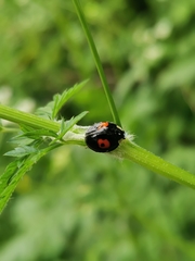 Harmonia axyridis