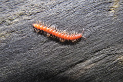 Ergodesmus compactus