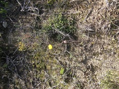 Othonna digitata