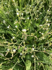 Cerastium fontanum
