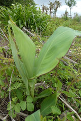Canna glauca