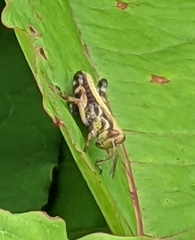 Parapodisma setouchiensis