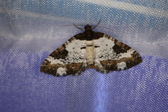 Melanthia procellata