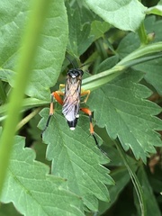 Macrophya rufipes