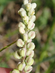 Polygala senega