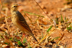 Anthus cinnamomeus