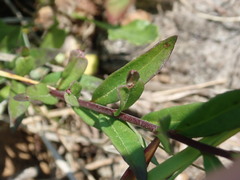 Polygala senega