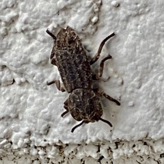 Zopherinae