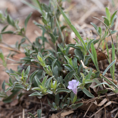 Dyschoriste decumbens