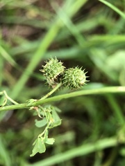 Medicago arabica