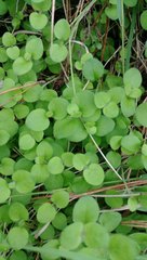 Leptostigma setulosum