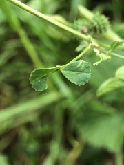 Medicago arabica