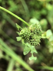 Medicago arabica
