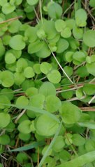 Leptostigma setulosum