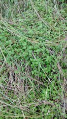 Leptostigma setulosum