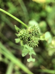 Medicago arabica