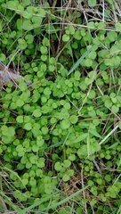 Leptostigma setulosum