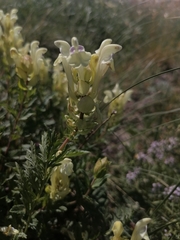 Scutellaria supina