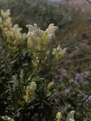 Scutellaria supina