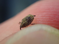 Trichosirocalus troglodytes