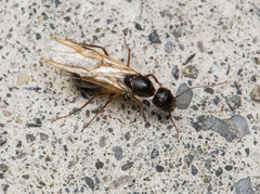 Crematogaster rogenhoferi
