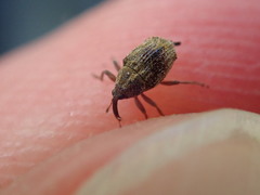 Trichosirocalus troglodytes