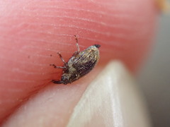 Trichosirocalus troglodytes