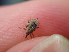 Trichosirocalus troglodytes