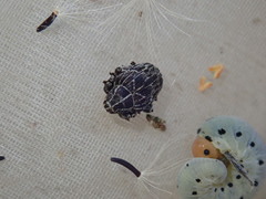 Mogulones geographicus