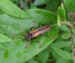 Lycocerus suturellus