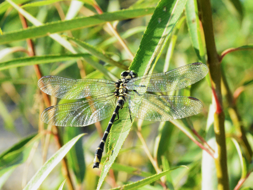 Burmagomphus collaris