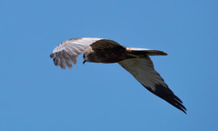 Circus aeruginosus