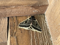 Agapema homogena