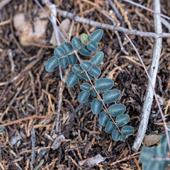 Pellaea intermedia