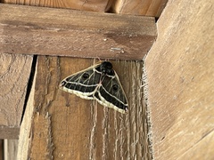 Agapema homogena