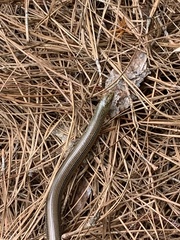 Ophisaurus ventralis