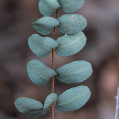 Pellaea intermedia