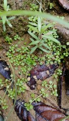 Callitriche muelleri