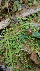 Callitriche muelleri