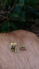 Podostictina pickeringii