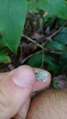 Podostictina pickeringii