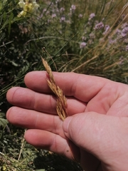 Helictotrichon desertorum