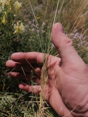Helictotrichon desertorum
