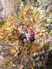 Bejaria
