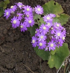 Pericallis echinata image