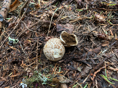 Handkea fumosa